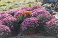 Stack of terracotta pots filled with pink geraniums in a well-tended garden, soft lighting. Royalty Free Stock Photo