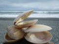 Stack of three shells close up on new zealand beach