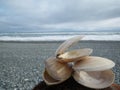 Stack of three shells on a new zealand coastline with copy space