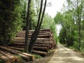 Stack timber in forest, Lithuania Royalty Free Stock Photo