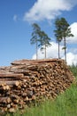 Stack of Timber Logs at Summer Royalty Free Stock Photo