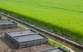 Stack trays of seedlings and plantation of crops.