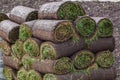 Stack of turf grass roll for lawn