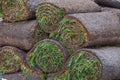 Stack of turf grass roll for lawn