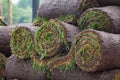 Stack of turf grass roll for lawn