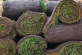Stack of turf grass roll for lawn
