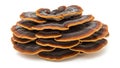 Stack of turkeytail mushrooms Royalty Free Stock Photo
