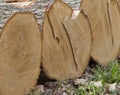 Stack of White Oak Tree Logs Royalty Free Stock Photo