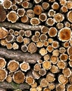 Stack of Wood, Cork Oaks, quercus suber