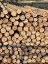 stack of wood logs in the winter forest Royalty Free Stock Photo