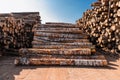 Stack of wood logs. Wood storage for industry. Felled tree trunks. Panorama of firewood cut tree trunk logs stacked Royalty Free Stock Photo