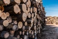 Stack of wood logs. Wood storage for industry. Felled tree trunks. Panorama of firewood cut tree trunk logs stacked Royalty Free Stock Photo