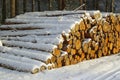 Stack of wood in winter Royalty Free Stock Photo