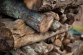 Stack of Wood Royalty Free Stock Photo