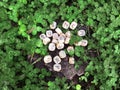 A stack of wooden runes at forest. Wooden runes lie on a rock background in the green grass. Runes are cut from wooden