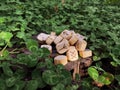 A stack of wooden runes at forest. Wooden runes lie on a rock background in the green grass. Runes are cut from wooden