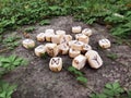 A stack of wooden runes at forest. Wooden runes lie on a rock background in the green grass. Runes are cut from wooden