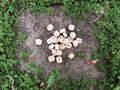 A stack of wooden runes at forest. Wooden runes lie on a rock background in the green grass. Runes are cut from wooden