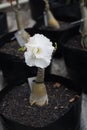 Stacked adenium flowers Royalty Free Stock Photo