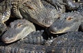 Stacked alligators Royalty Free Stock Photo