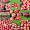 Stacked Apple Harvest Compilation Mosaic