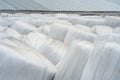 Stacked bales of harvested hay wrapped with plastic film at the Royalty Free Stock Photo