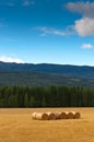 Stacked bales of straw on the mown field. Royalty Free Stock Photo