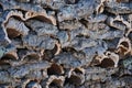 Stacked bark of raw cork oak Royalty Free Stock Photo