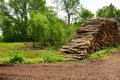 Stacked dead ash trunks due to Emerald Ash Borer Devastation