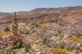 Stacked desert stones and spectacular wild flowers bloom in a desert landscape Ramon Crater, in the Negev desert , Israel Royalty Free Stock Photo