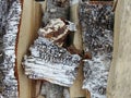 Stack of firewood, wood logs texture background.Pile of chopped fire wood prepared for winter Royalty Free Stock Photo