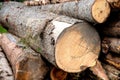 Stacked firewood texture background showing natural cut wood log pattern Royalty Free Stock Photo