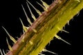 Stacked focus, extreme close up of of stinging nettle stemUrtica dioica