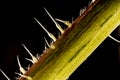 Stacked focus, extreme close up of of stinging nettle stemUrtica dioica