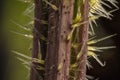 Stacked focus, extreme close up of of stinging nettle stemUrtica dioica