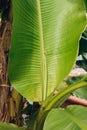 Stacked green banana leaf stem, Tropical leaf texture in garden, abstract nature green background. Tropical forest on a