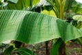 Stacked green banana leaf stem, Tropical leaf texture in garden, abstract nature green background. Tropical forest on a