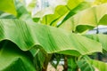 Stacked green banana leaf stem, Tropical leaf texture in garden, abstract nature green background. Tropical forest on a