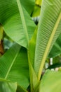 Stacked green banana leaf stem, Tropical leaf texture in garden, abstract nature green background. Tropical forest on a