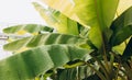 Stacked green banana leaf stem, Tropical leaf texture in garden, abstract nature green background. Tropical forest on a