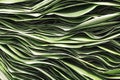 Stacked irregular Forage Grasses Ornament with green color Royalty Free Stock Photo