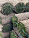 Heap of grass rolls Royalty Free Stock Photo