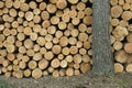 Stacked Logs Royalty Free Stock Photo