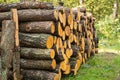 Stacked logs of cut trees in the forest Royalty Free Stock Photo