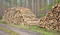 Stacked logs in a forest, deforestation concept, selective focus