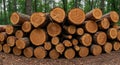 Stacked logs in a forest setting, featuring various sizes of cut tree trunks with