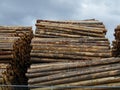 Stacked logs in forestry lumber yard. Royalty Free Stock Photo