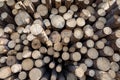 Stacked logs Royalty Free Stock Photo