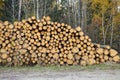 Stacked logs. Tree felling. Deforestation. Logging trees. Wood is a renewable source of energy Royalty Free Stock Photo