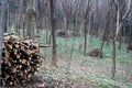 Stacked logs and trees